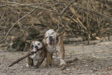 Branch manager + assistant branch manager Poster och Canvastavla