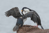 Antarctic Blue-eyed Cormorant Feeding Poster och Canvastavla