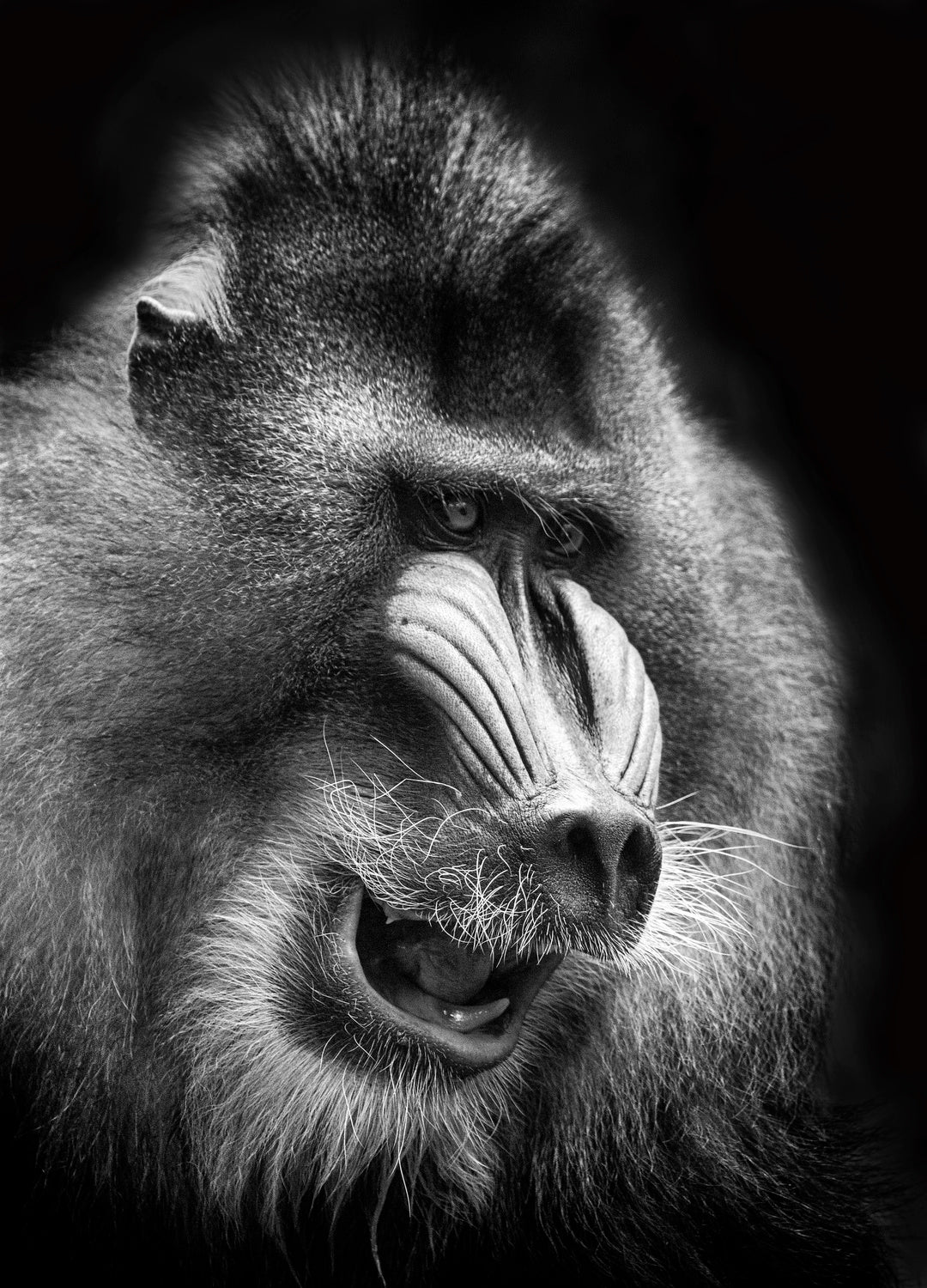 Mandrill Poster och Canvastavla