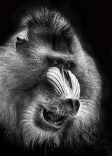 Mandrill Poster och Canvastavla