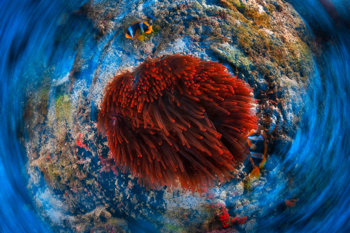 Red anemonfish Poster och Canvastavla