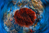 Red anemonfish Poster och Canvastavla