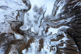 Wings of winter Poster och Canvastavla