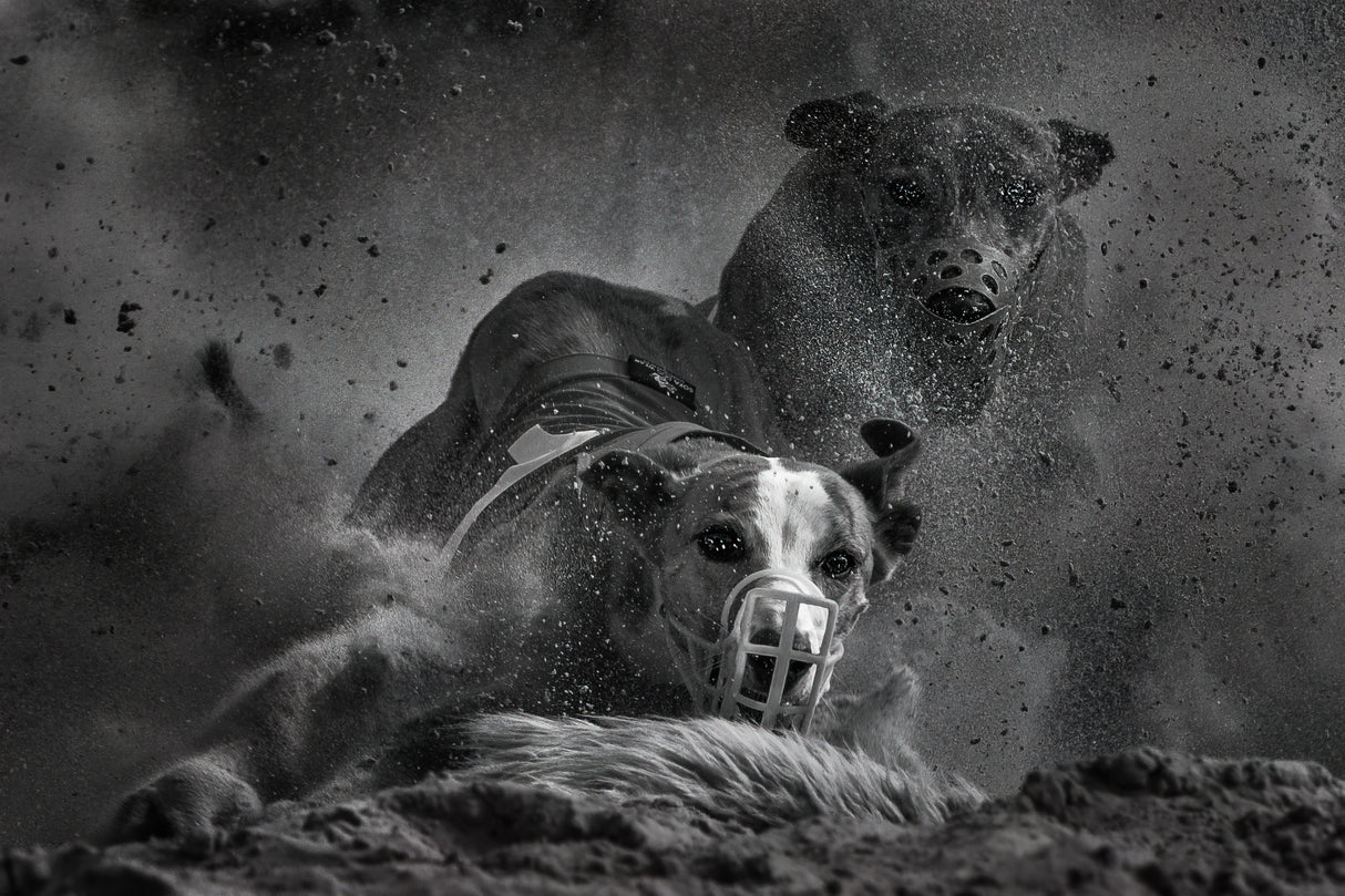 Running dogs I Poster och Canvastavla