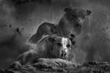 Running dogs I Poster och Canvastavla