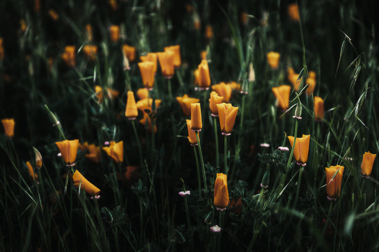 Golden Poppies Poster och Canvastavla