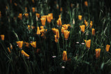 Golden Poppies Poster och Canvastavla