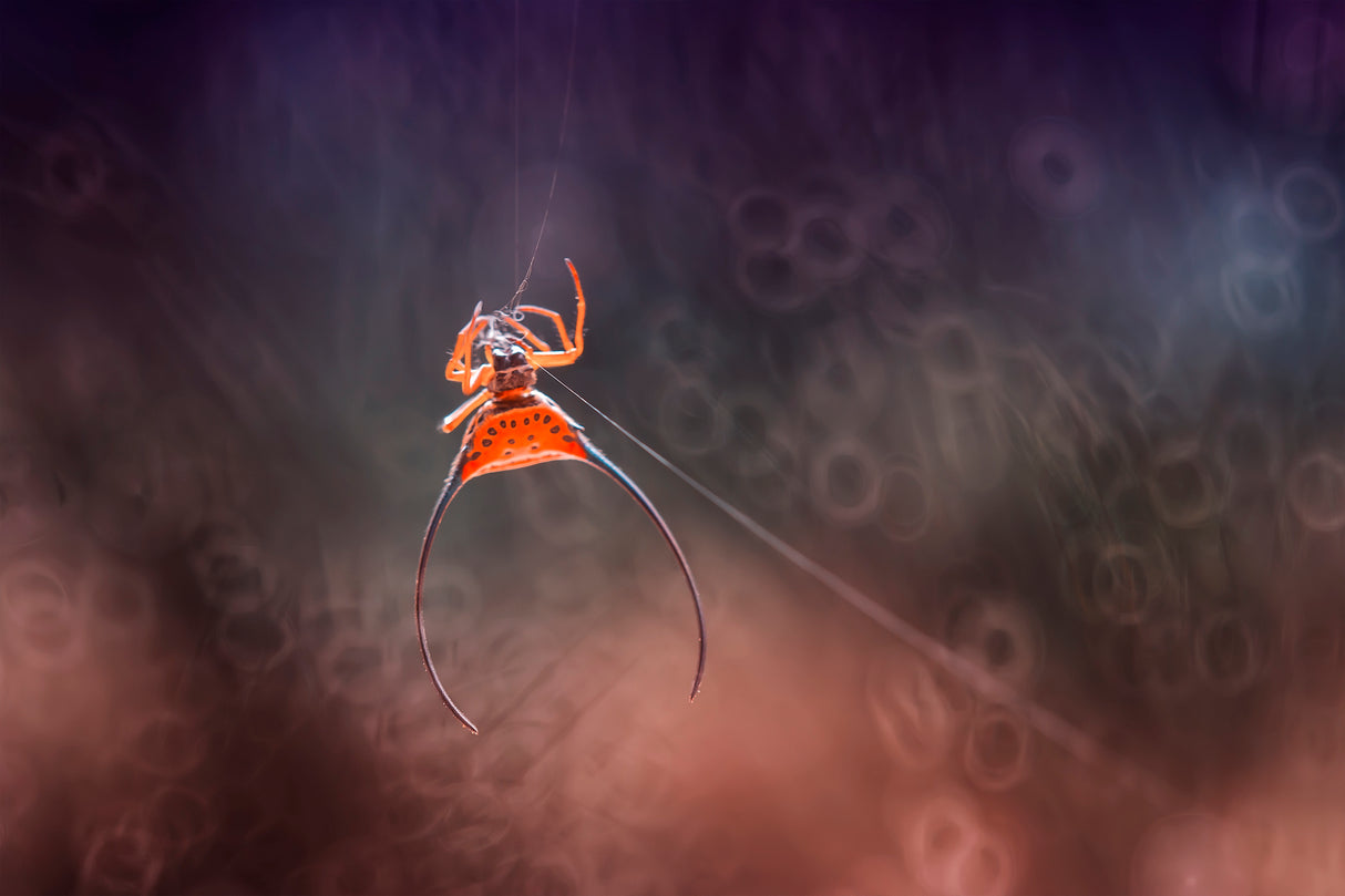 Long Horned Spider Poster och Canvastavla