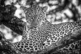 Monochrome beauty Poster och Canvastavla