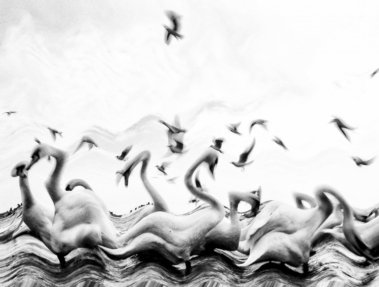 Swans waves Poster och Canvastavla