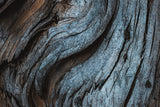 Eucalyptus Texture Poster och Canvastavla