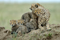 Cheetah Poster och Canvastavla