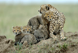 Cheetah Poster och Canvastavla