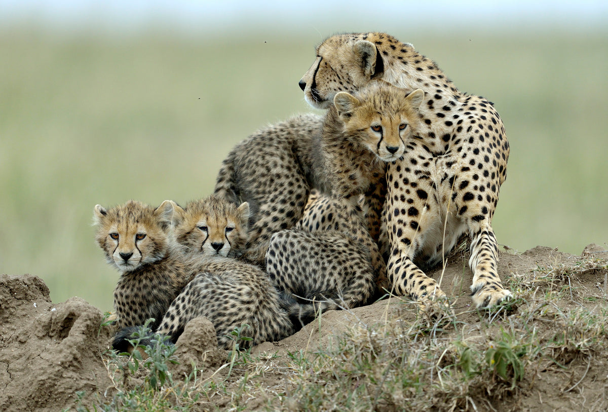 Cheetah Poster och Canvastavla