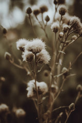 Low Light Nature No 5 Poster och Canvastavla