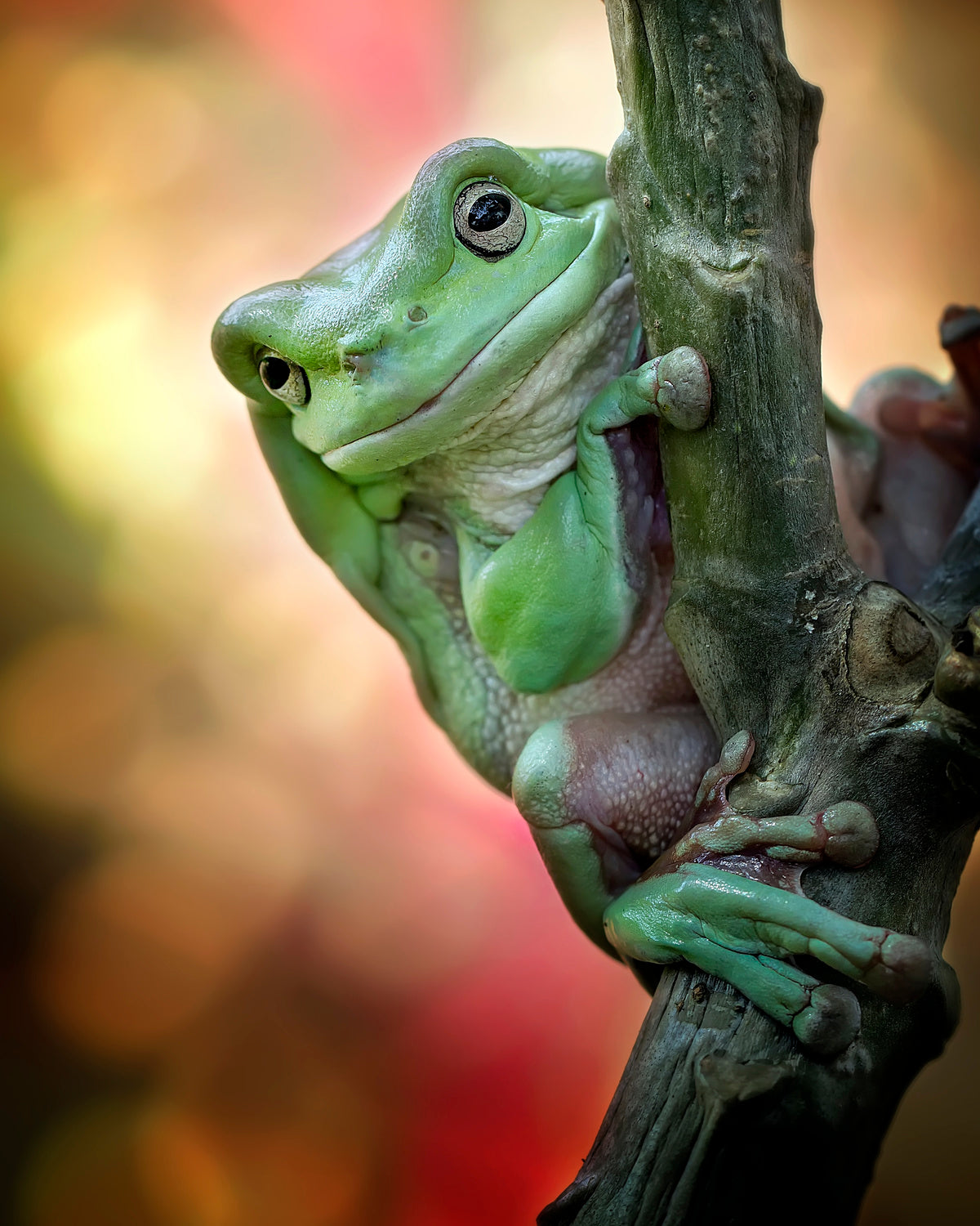 Big Fat Cute Tree Frog Poster och Canvastavla