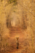 The Tiger in  the Tunnel Poster och Canvastavla