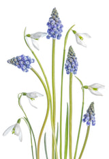 Muscari and Galanthus Poster och Canvastavla