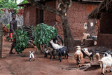 Just coming with the goat food - Benin Poster och Canvastavla