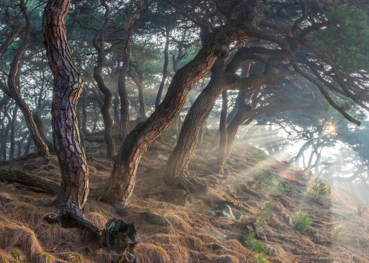 Holy light Poster och Canvastavla