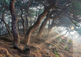 Holy light Poster och Canvastavla