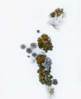 Winter Trees Poster och Canvastavla