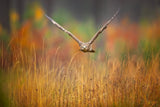 Common buzzard Poster och Canvastavla