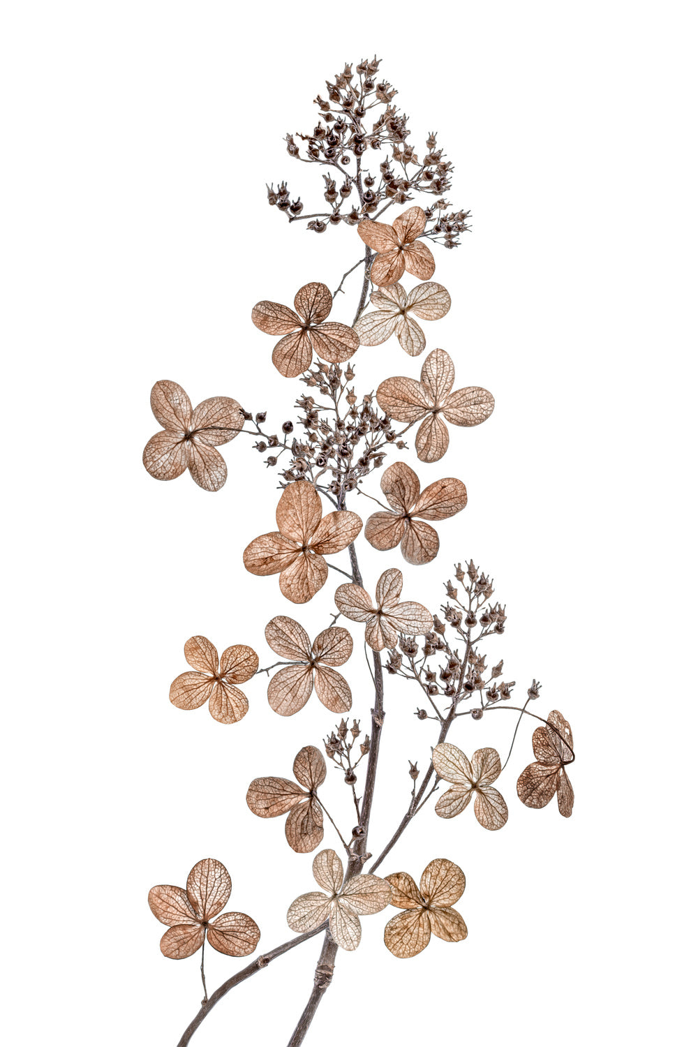 Hydrangea Paniculata Poster och Canvastavla