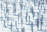Bared Trees and Their shadows Poster och Canvastavla
