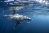Encounter with a big tiger shark Poster och Canvastavla