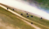 The Misty Grazing Land Poster och Canvastavla