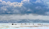 Horses on the snow Poster och Canvastavla