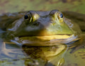 Bullfrog Poster och Canvastavla