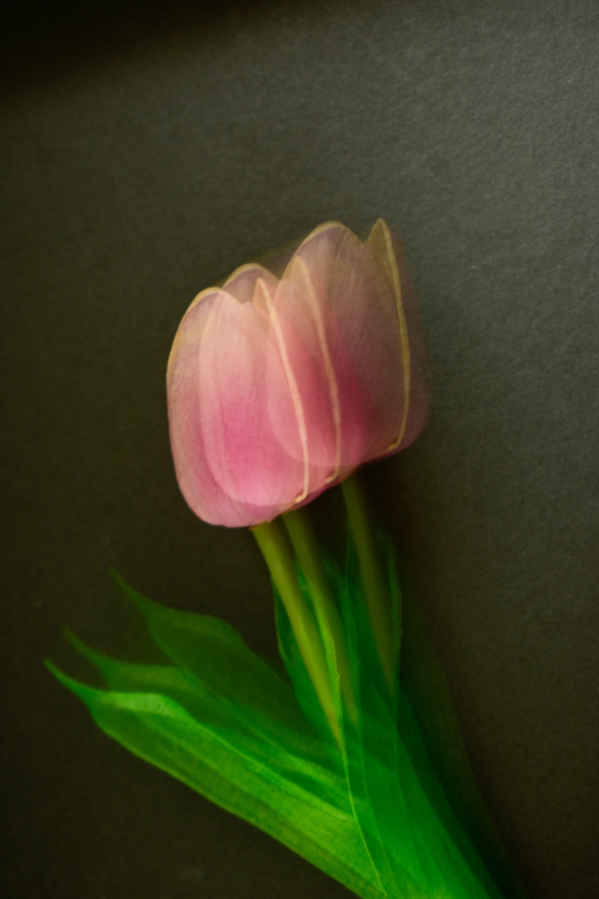 Pink tulip Poster och Canvastavla