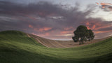 Sunset colors in the fields of Andalusia (Spain) Poster och Canvastavla