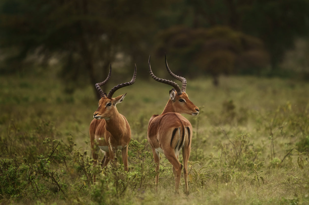Aepyceros Melampus / Impalas A736457 Poster och Canvastavla
