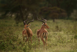 Aepyceros Melampus / Impalas A736457 Poster och Canvastavla