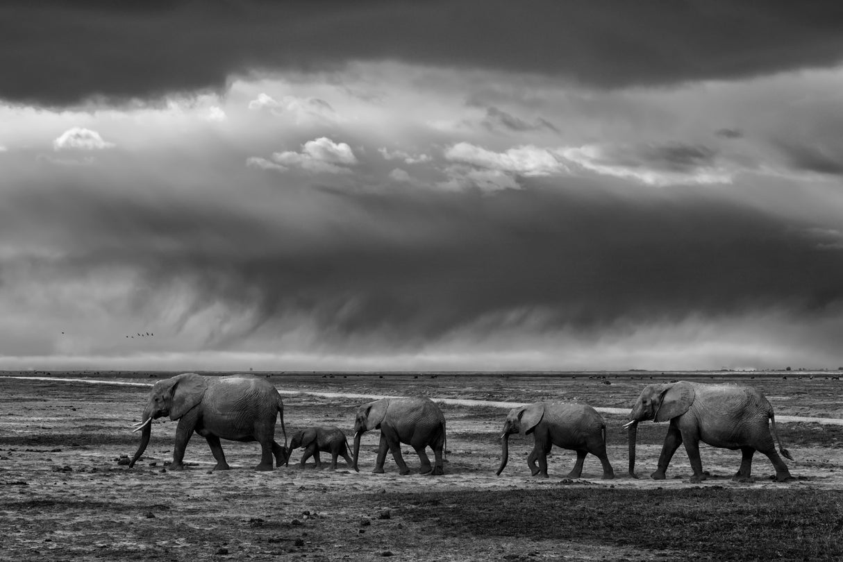 Elephant migration Poster och Canvastavla