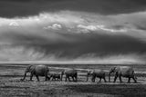 Elephant migration Poster och Canvastavla
