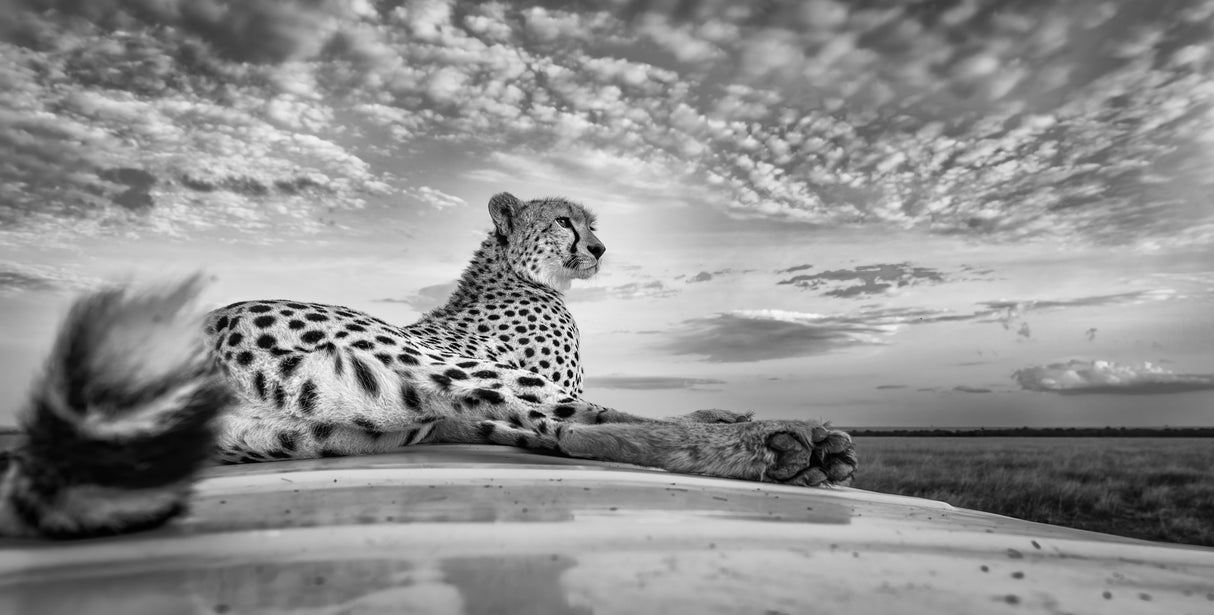 Scanning the savanna Poster och Canvastavla