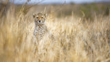 Young cheetah Poster och Canvastavla