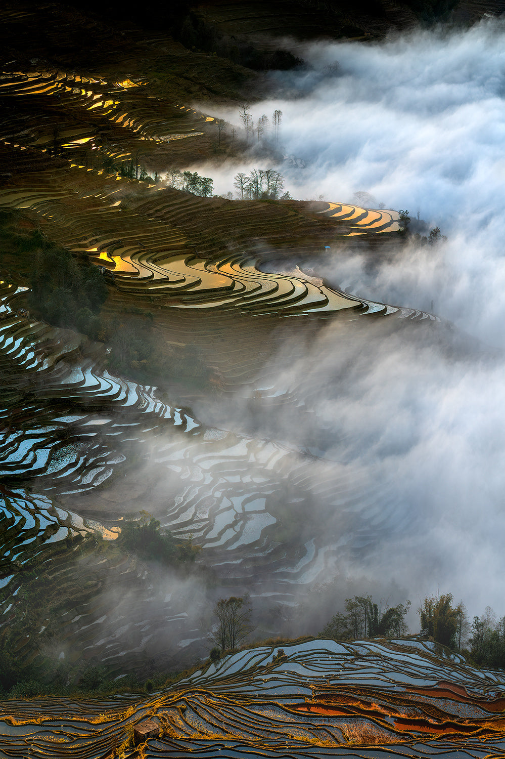 Colorful rice terraces Poster och Canvastavla