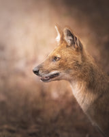 Leader of the Pack Poster och Canvastavla