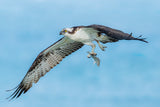 Osprey 3 Poster och Canvastavla