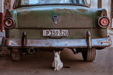 Cuban Cat with Car Poster och Canvastavla