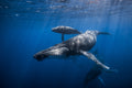 Humpback whale family Poster och Canvastavla