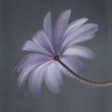 Anemone Blanda Poster och Canvastavla