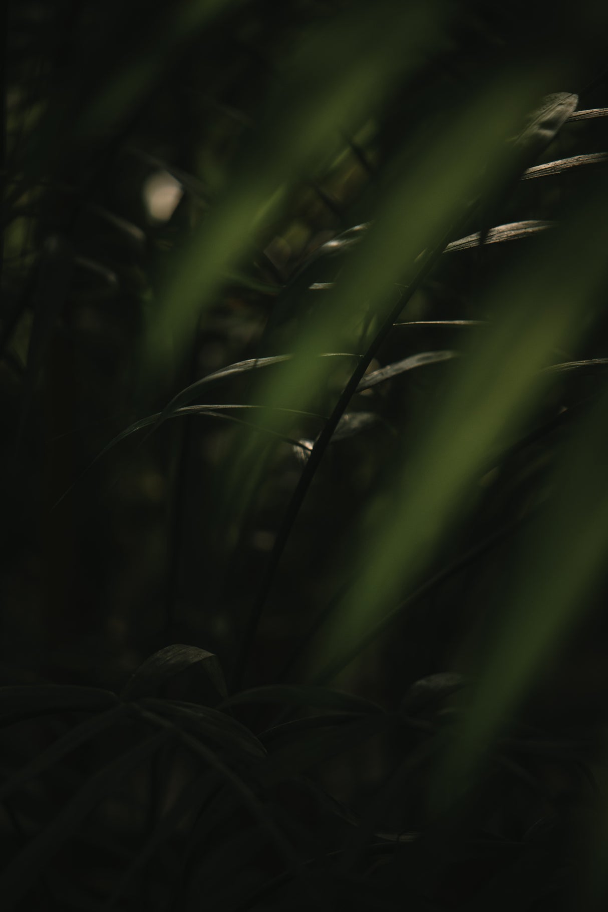 Botanical Series - Leaves 2/5 Poster och Canvastavla
