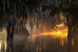 Under Spanish Moss Poster och Canvastavla