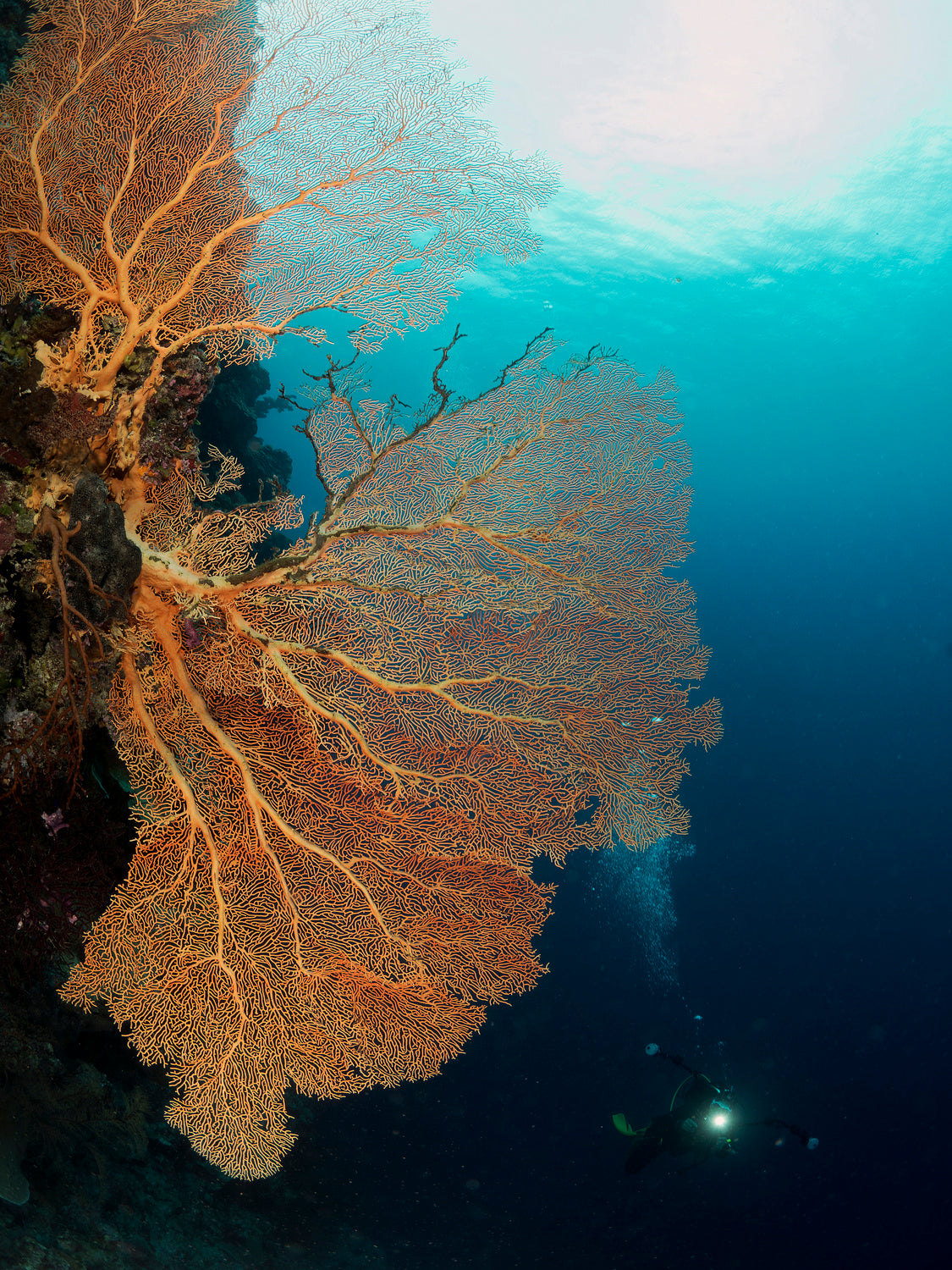 Gorgonia and a diver Poster och Canvastavla